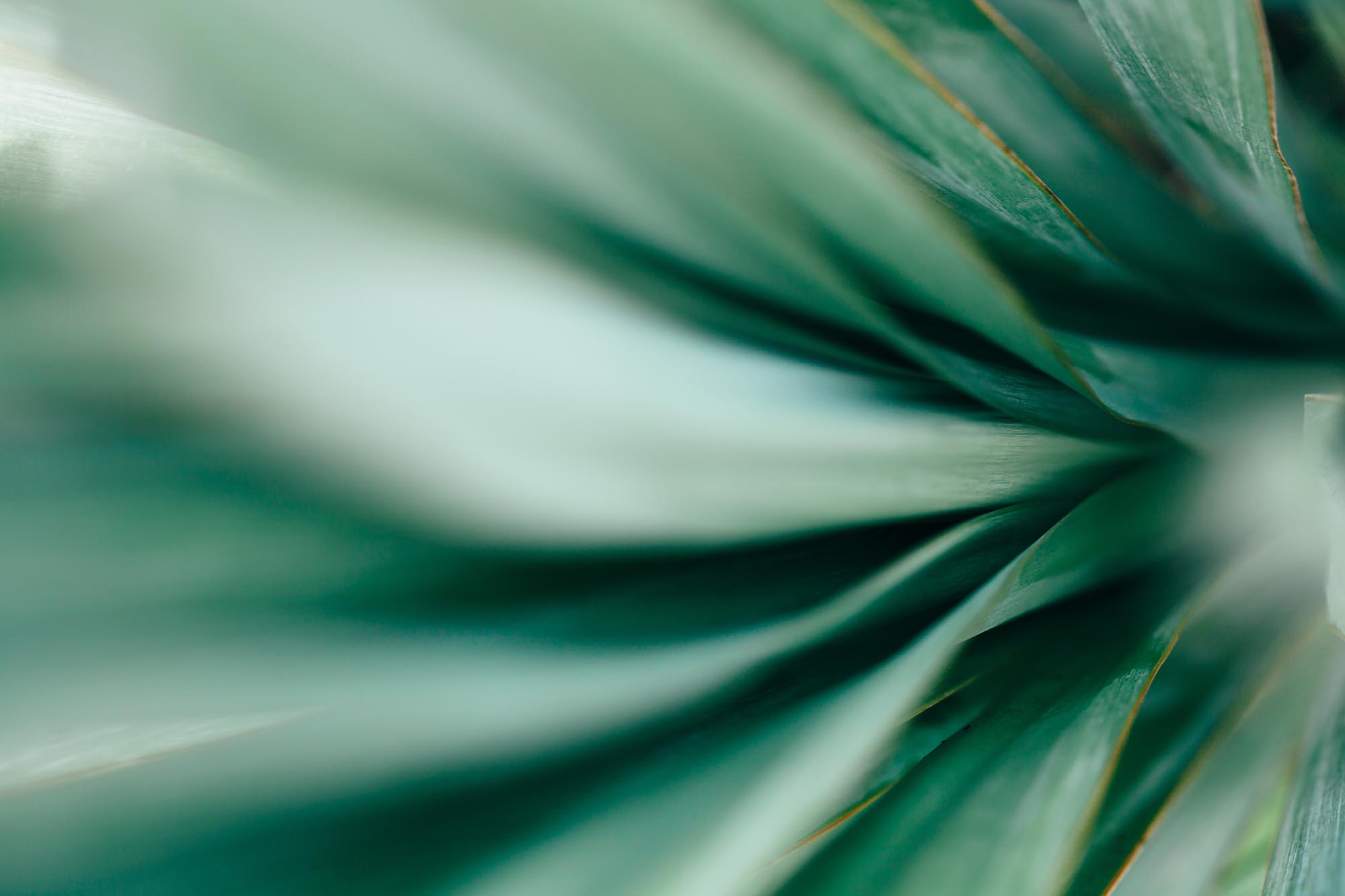 Macro photo of agave leaves