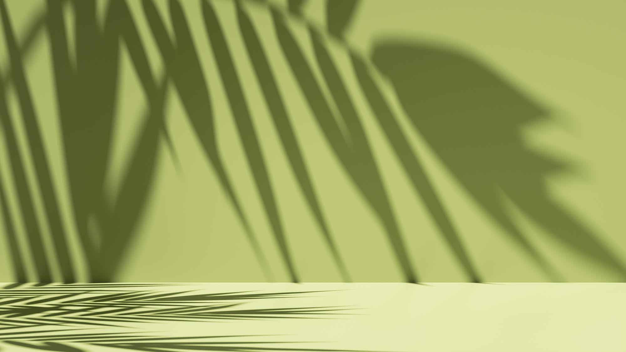 simple abstract green background illuminated with bright sunlight, with palm leaf shadow