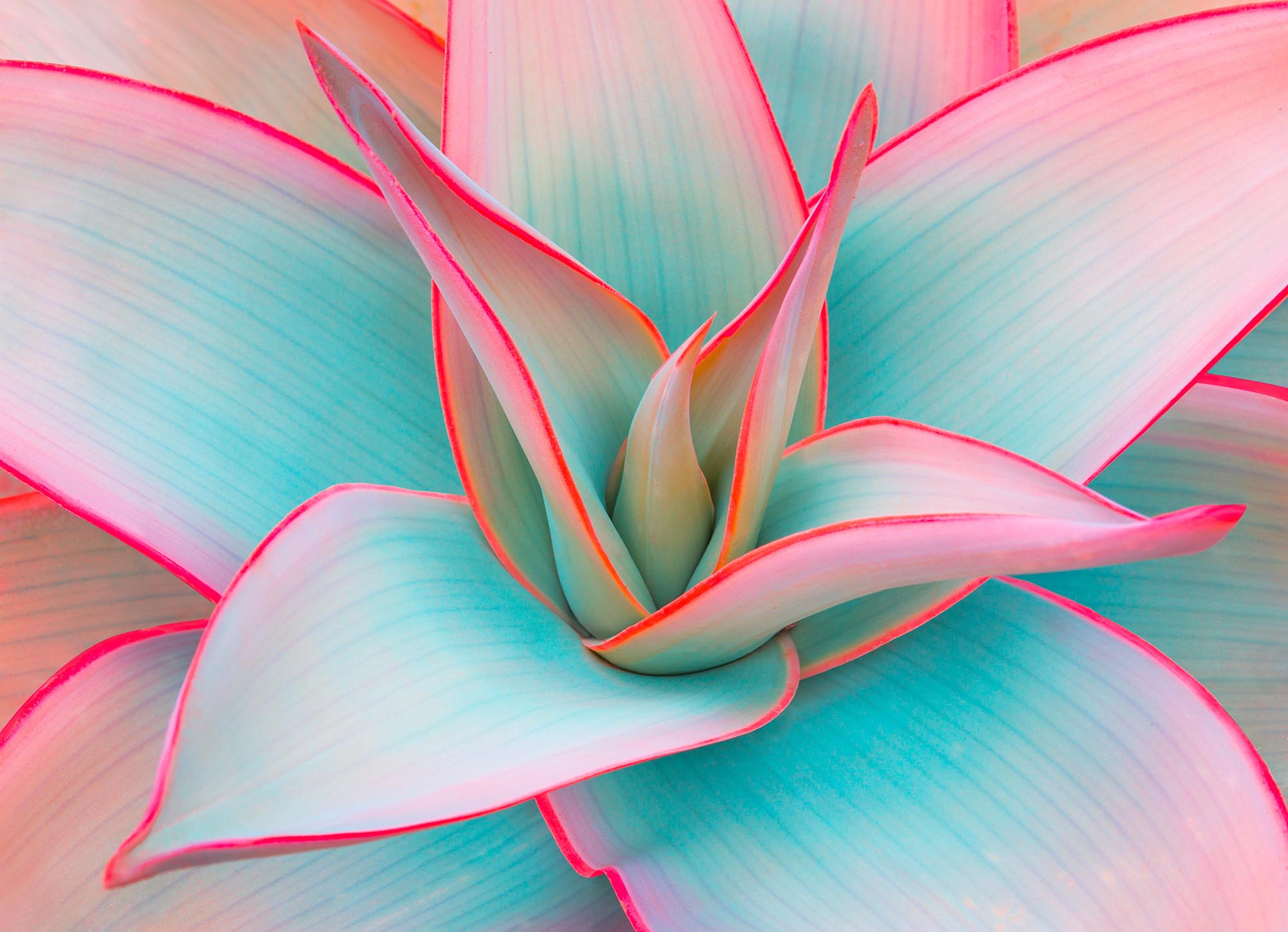 agave leaves in trendy pastel colors