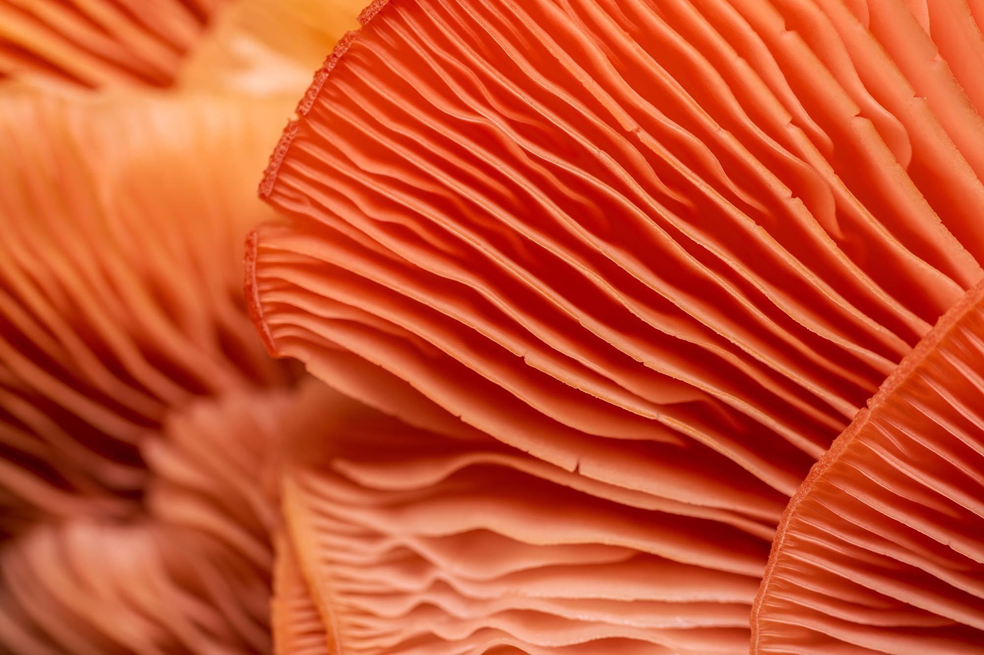 close up of orange oyster mushrooms texture
