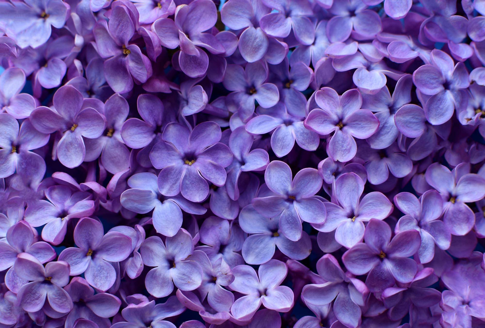 Beautiful purple background from lilac flowers close-up.