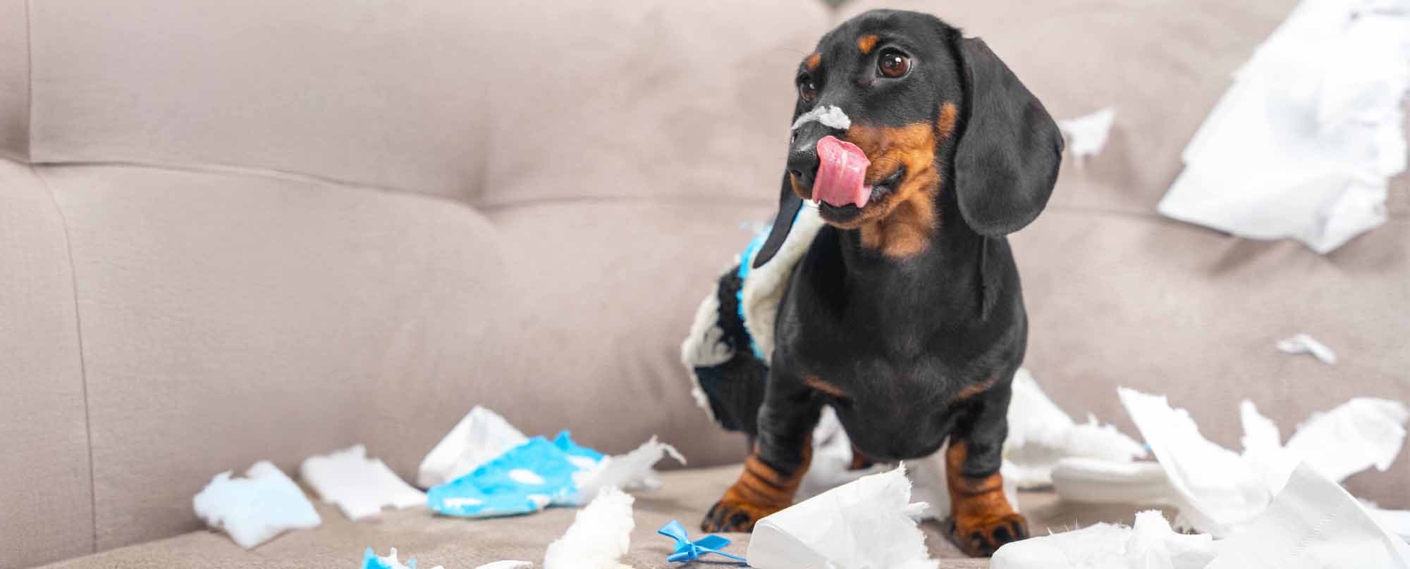 Dog getting into trouble