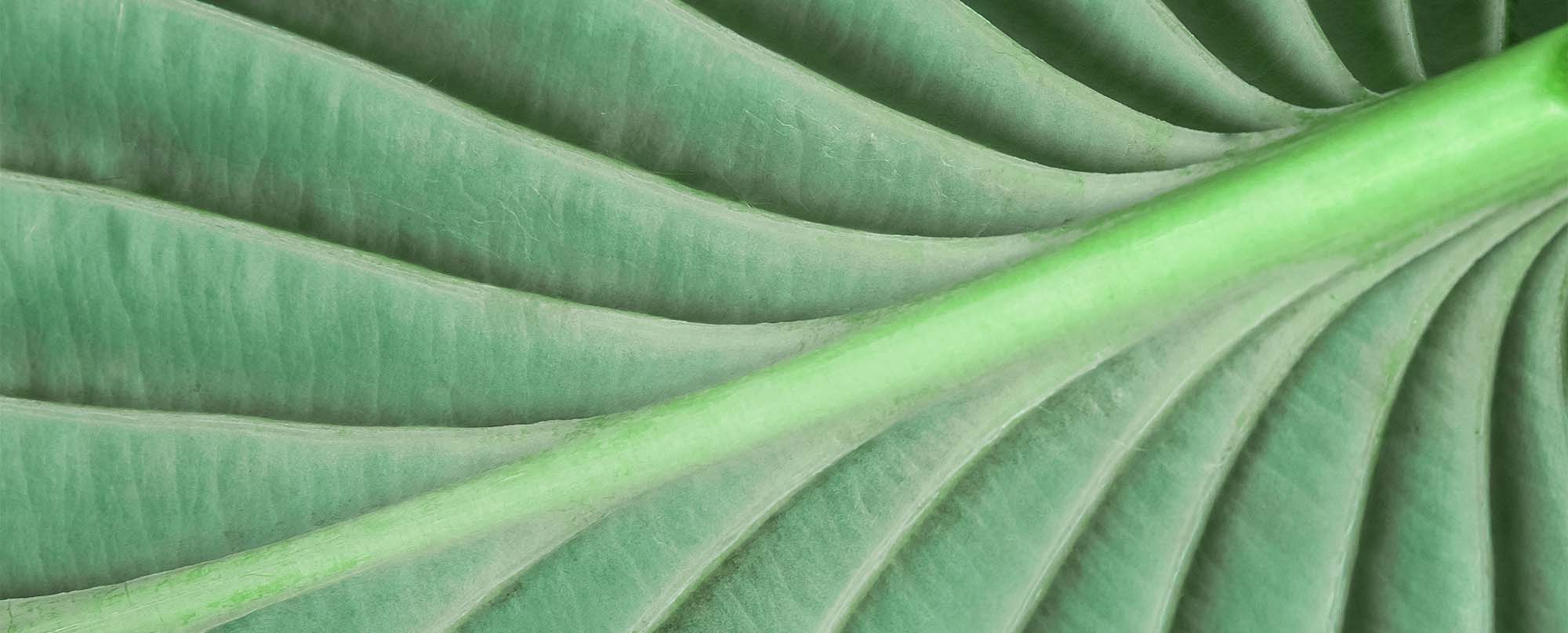 Macro of light green leaf nature background