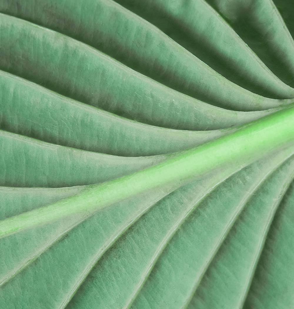 Macro of light green leaf nature background