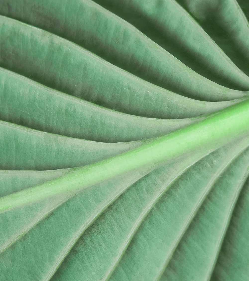 Macro of light green leaf nature background